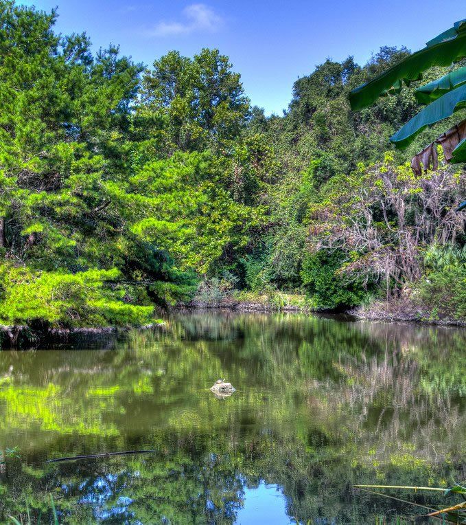 Lush green trees reflect on a calm pond under a blue sky, creating a serene waterscape.