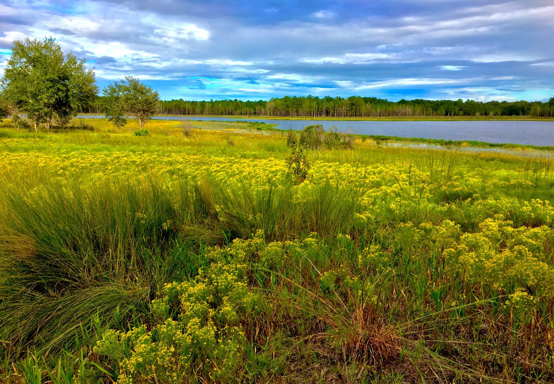 Yellow wildflowers in a grassy field next to a lake under a cloudy blue sky.