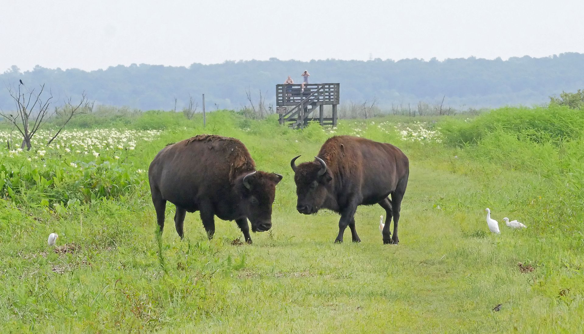 Two brown bison face each other on a grassy path, with white birds nearby. A viewing platform stands in the distance.