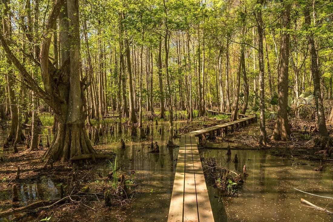 Wooden walkway through a swampy forest, tall trees and sunlight filtering through the canopy.