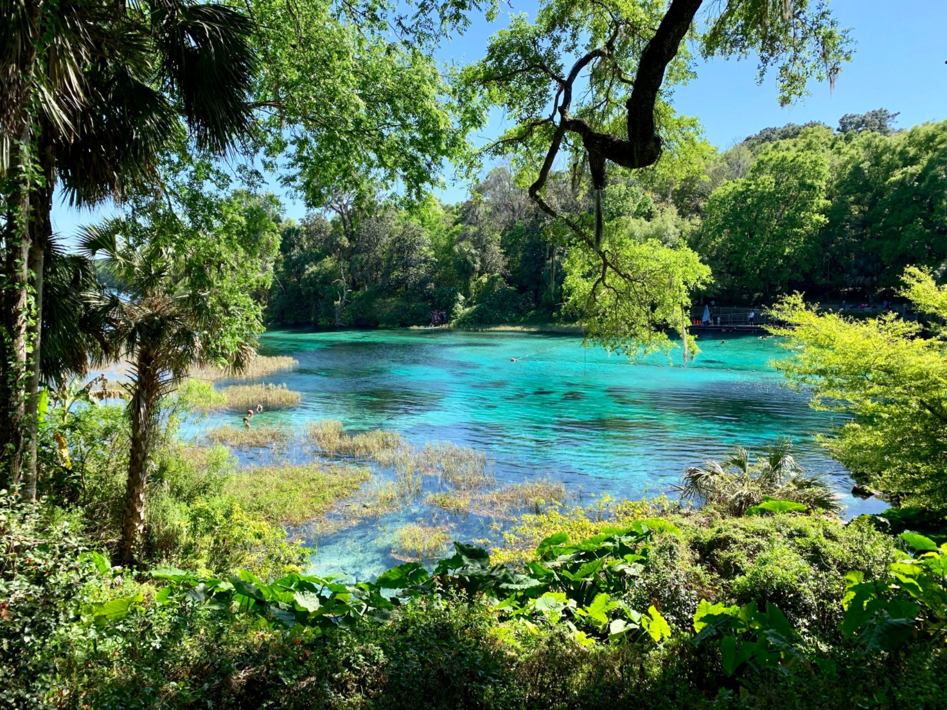 Bright turquoise water in a natural spring surrounded by lush green trees and foliage.