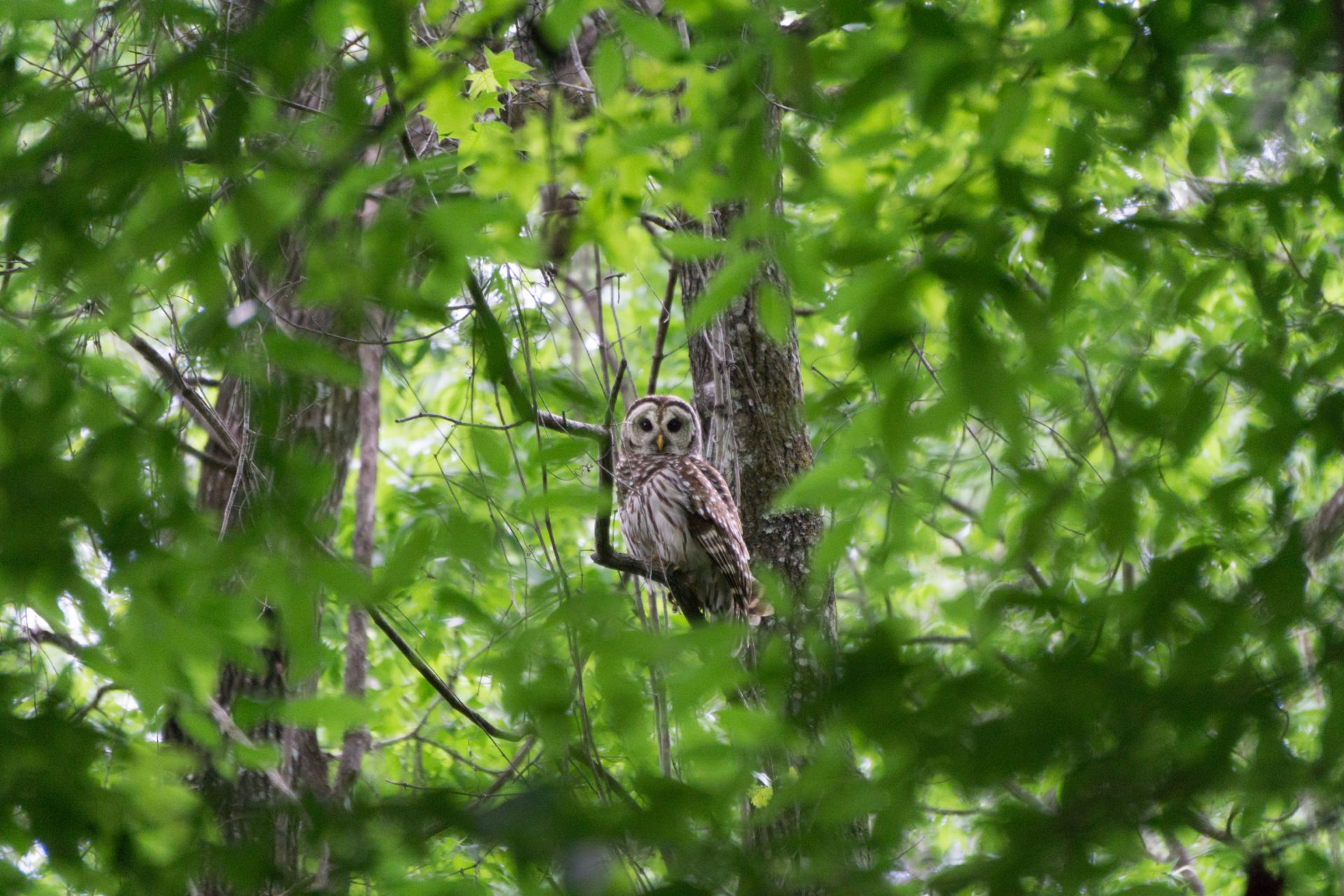 Owl perched on a tree branch, surrounded by green leaves.