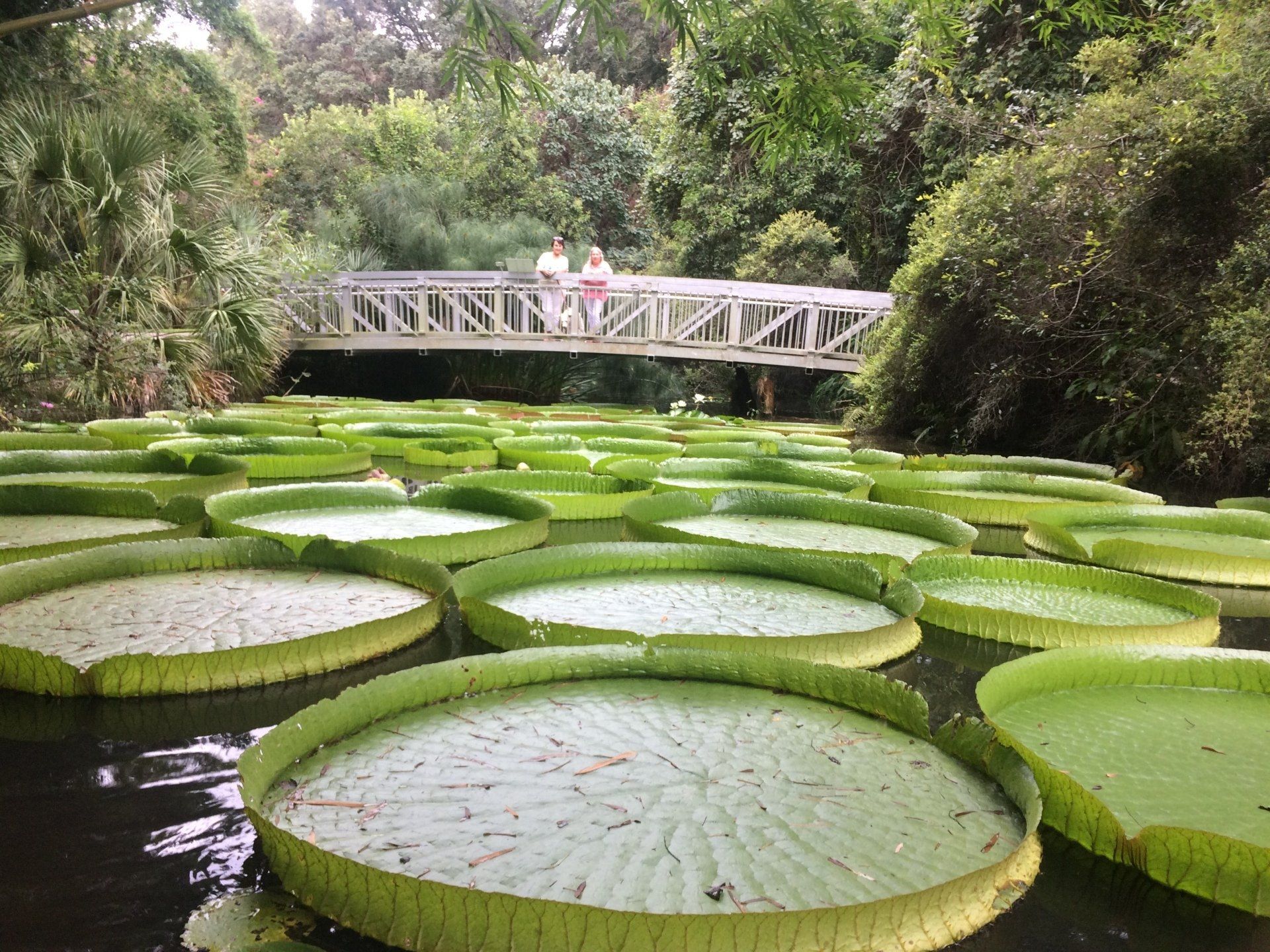 Giant lily pads float in a pond, with a bridge and people in the background.