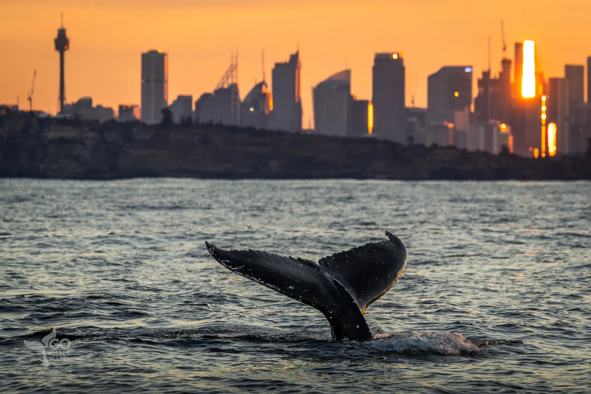 A whale watching cruise with Go Whale Watching Sydney begins right in the heart of the city, departi