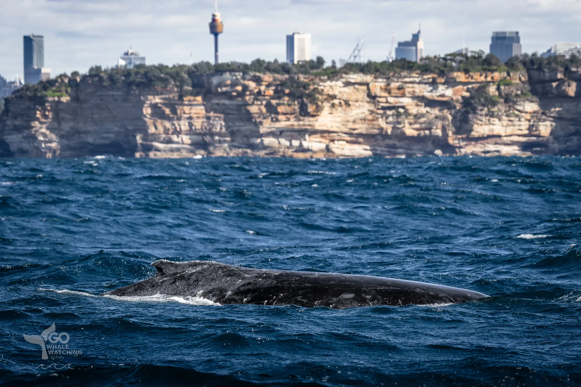 humpback whale migrating in Sydney Harbour
