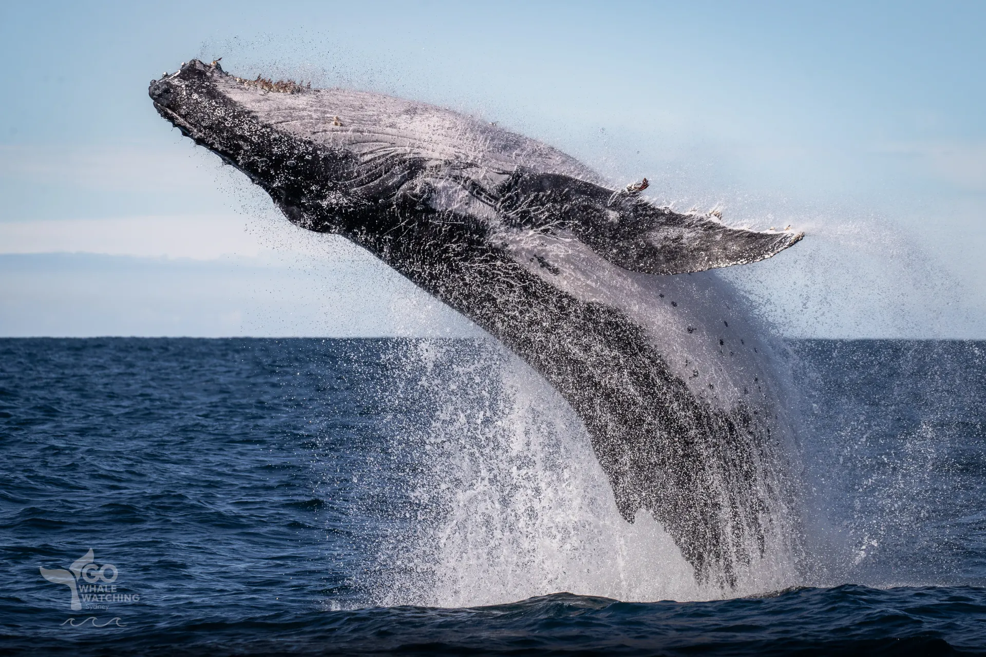 whale watching cruise boat