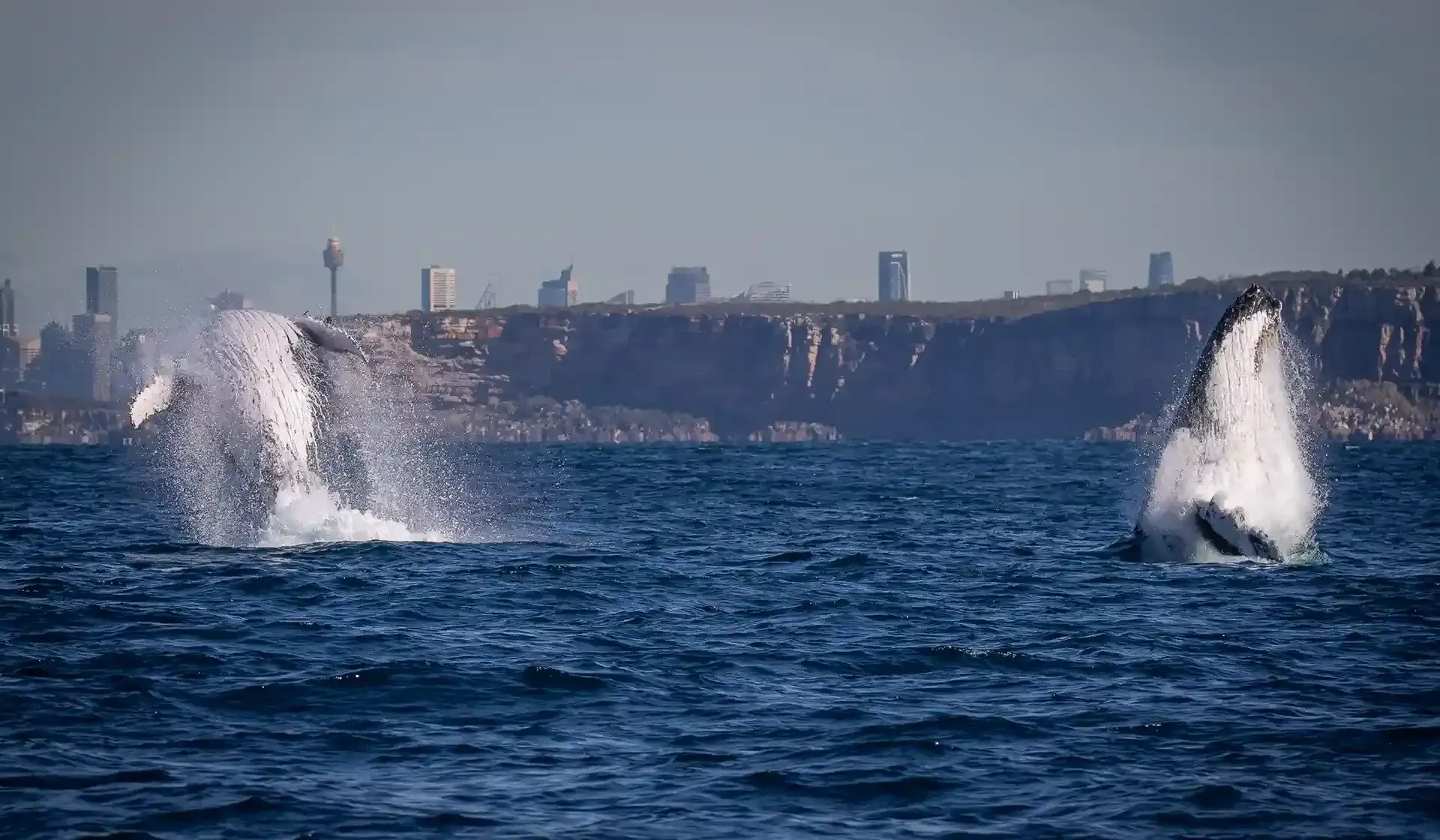 humpback whales during a whale watching cruise in Sydney harbour