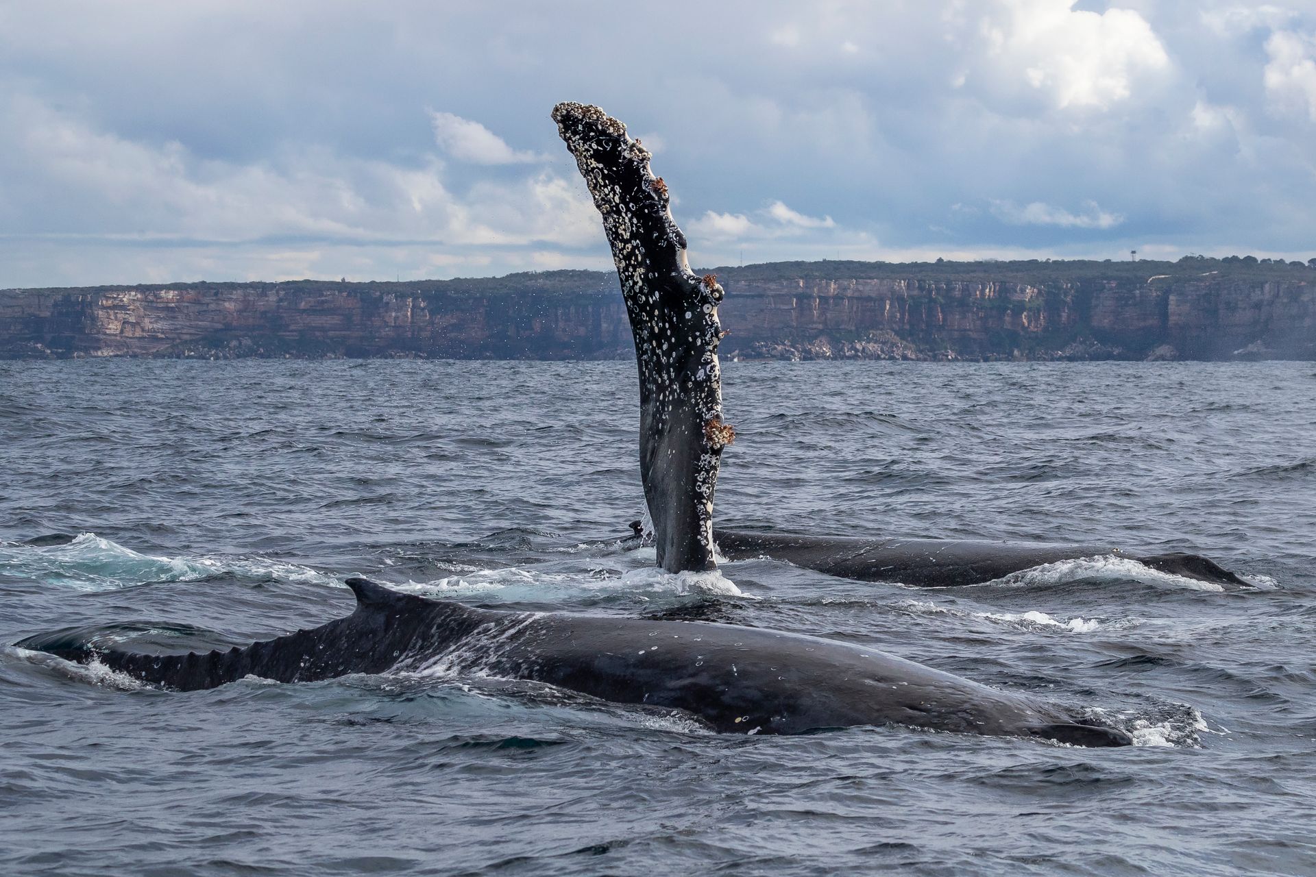 whale watching cruise past Sydney harbour bridge