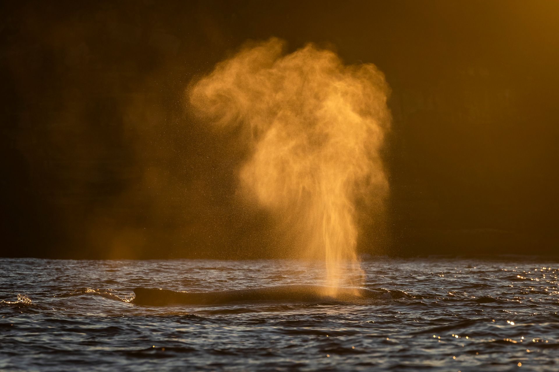 humpback whales migrating past Sydney