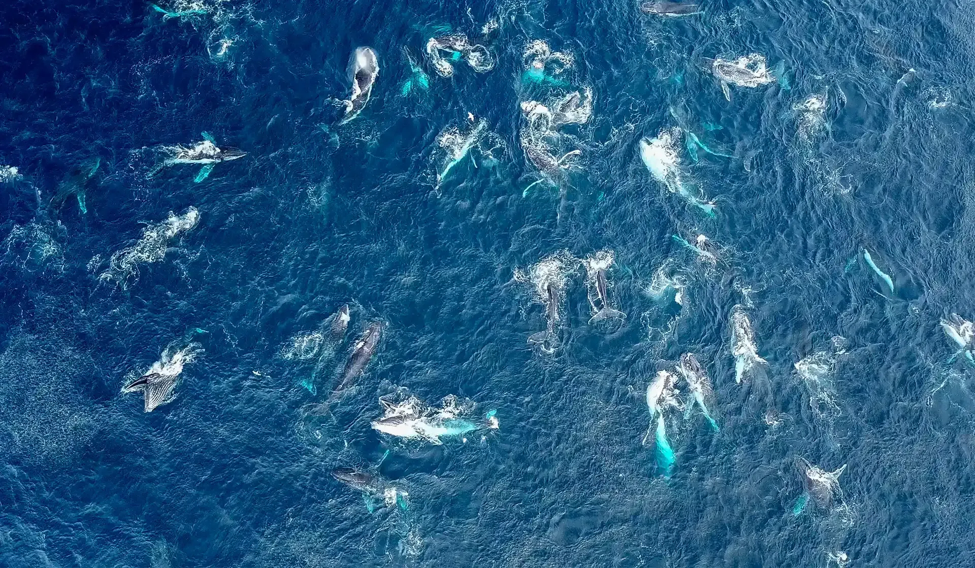 humpback whales migrating past Sydney
