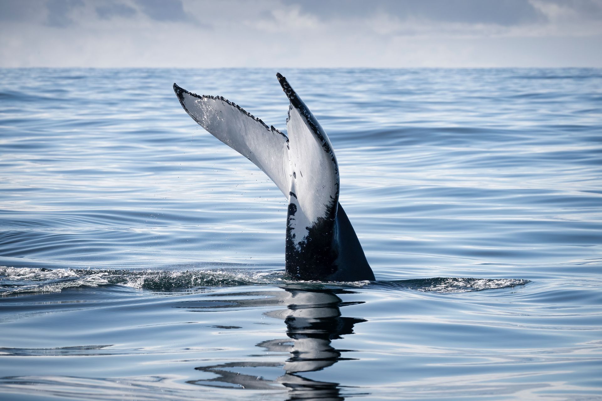 humpback whales during a whale watching cruise in Sydney harbour