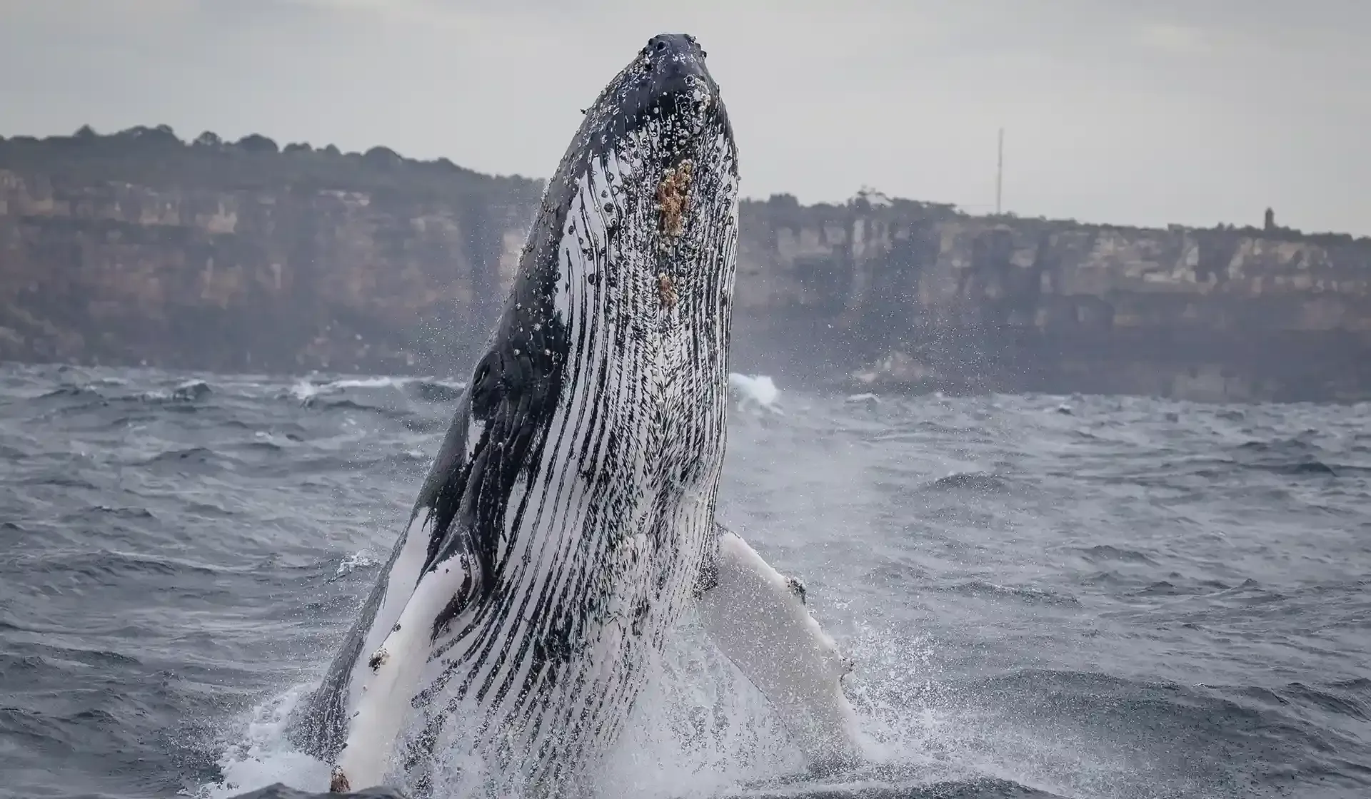 The best whale watching in Sydney to see breaching