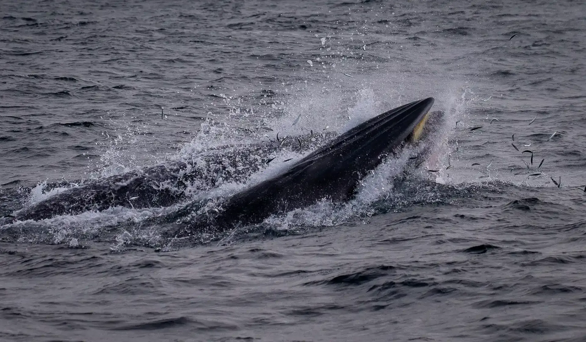 Humpback whale cruise in Sydney