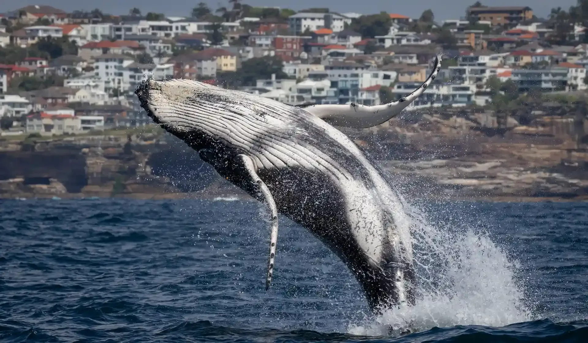 Humpback whale full breach in Sydney