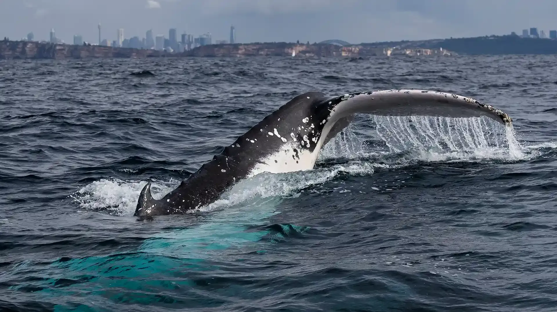 Contact Sapphire Coastal Adventures | Whale Watching tours South Coast