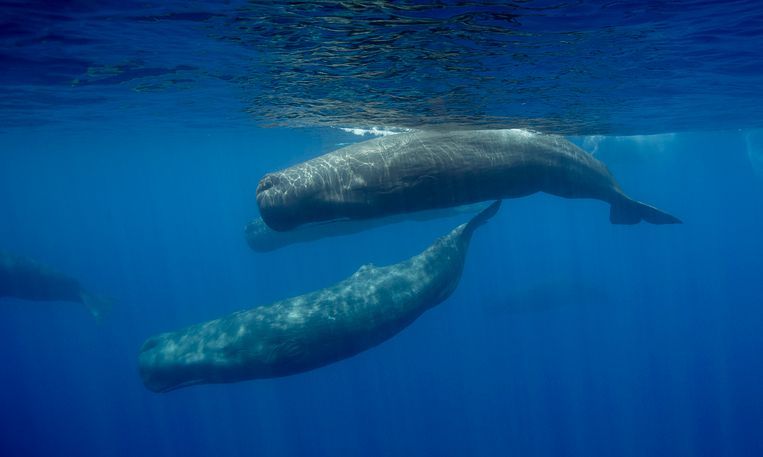 sperm whale pod