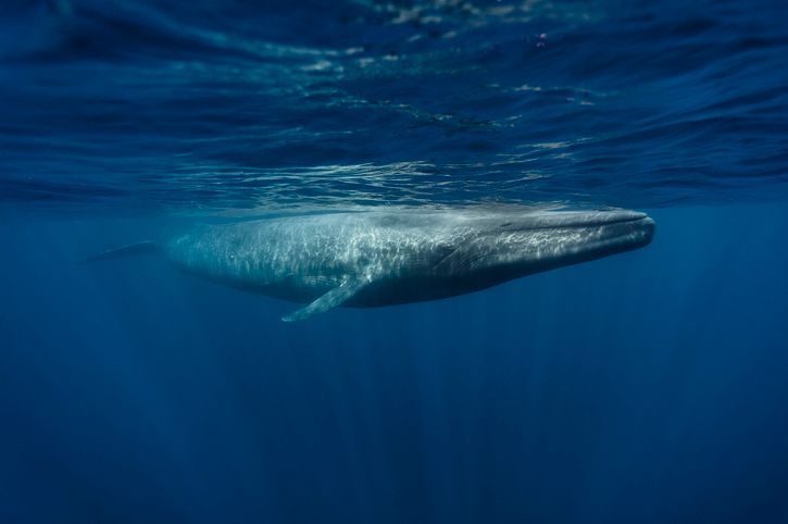 blue whale