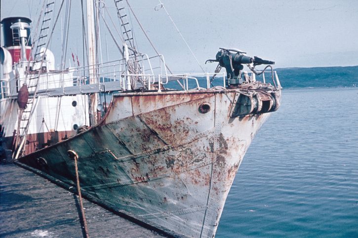 1960s whaling boat whale ship sydney harbour
