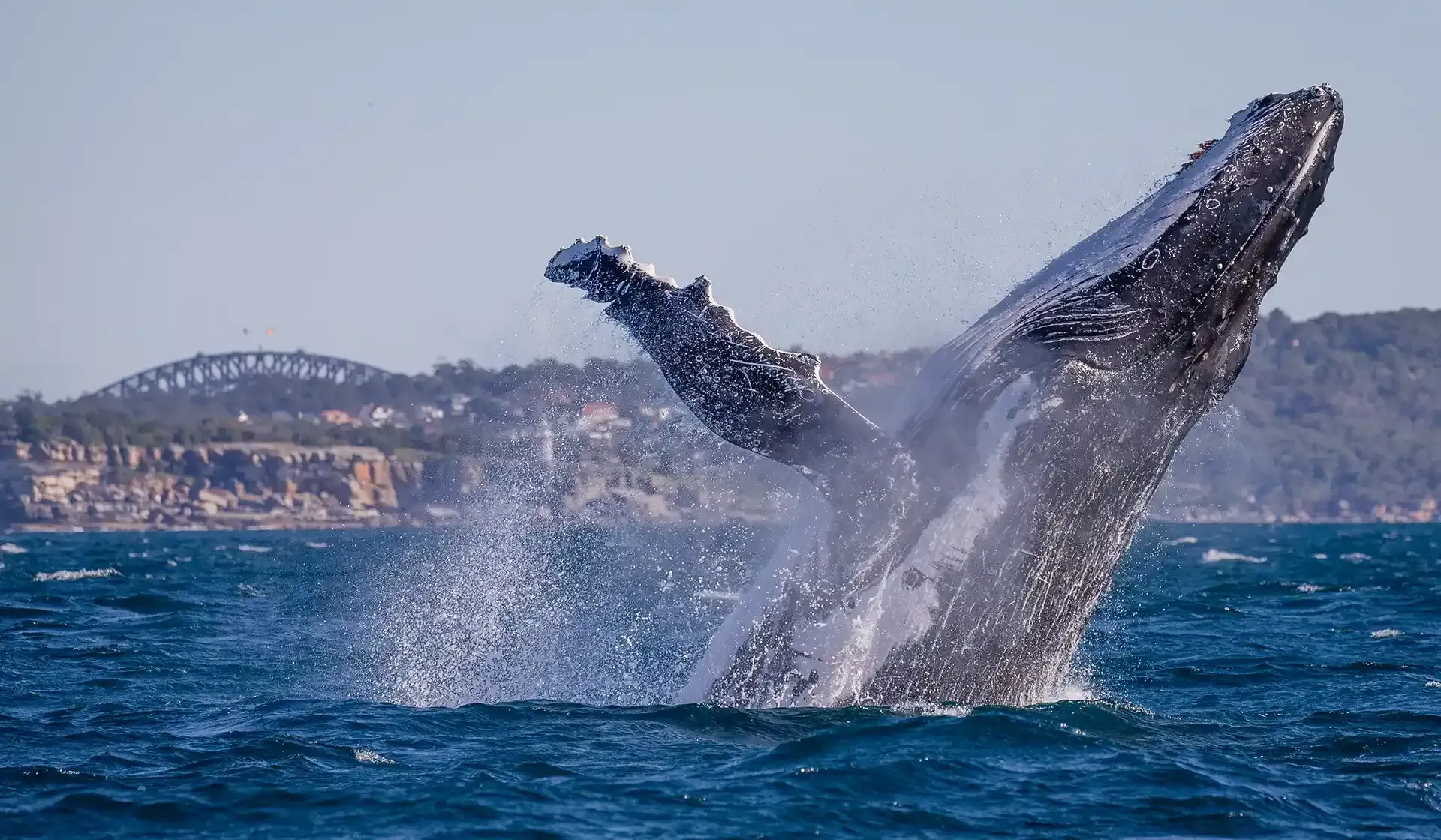 whale watchers on Sydney harbour during whale watching season