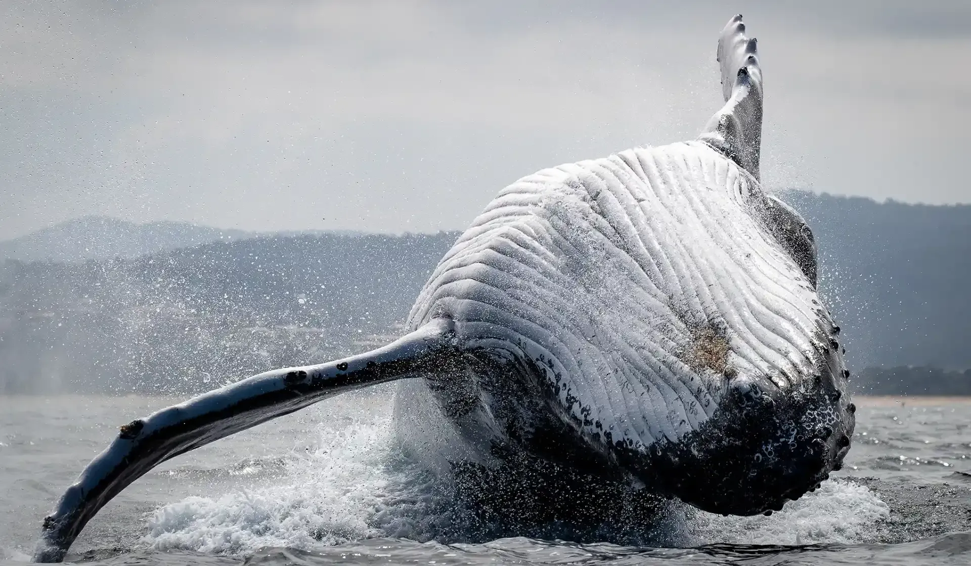 A large humpback whale is photographed breaching