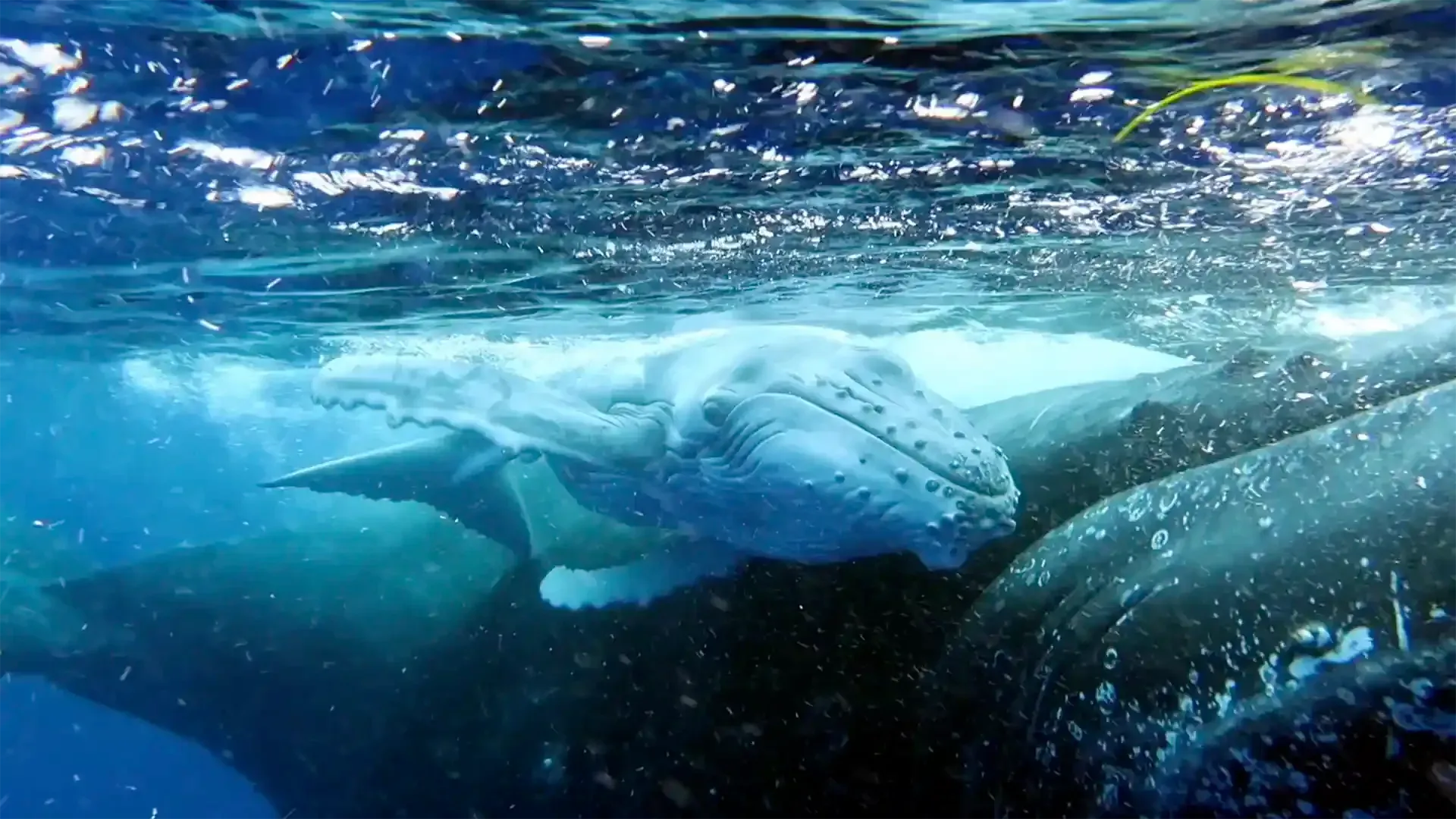 humpback whales during a whale watching cruise in Sydney harbour