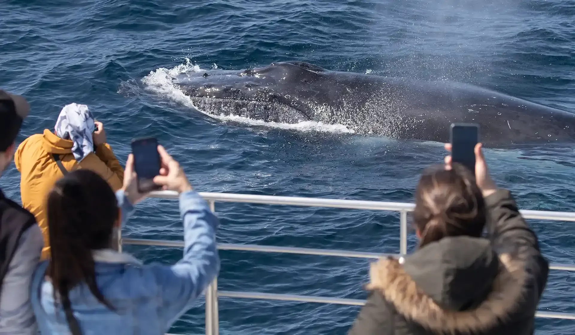 People photographing whales on mobile phones