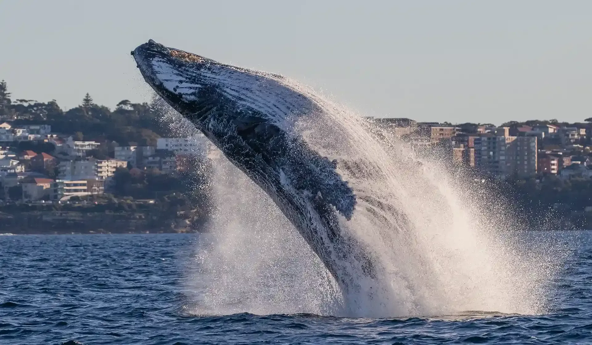 See Whales breaching in Sydney Harbour