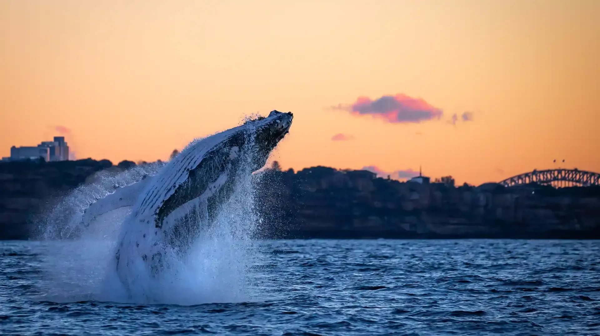 whale watching cruise past Sydney harbour bridge