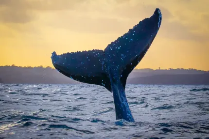 Experienced Whale Watching Guides in Sydney