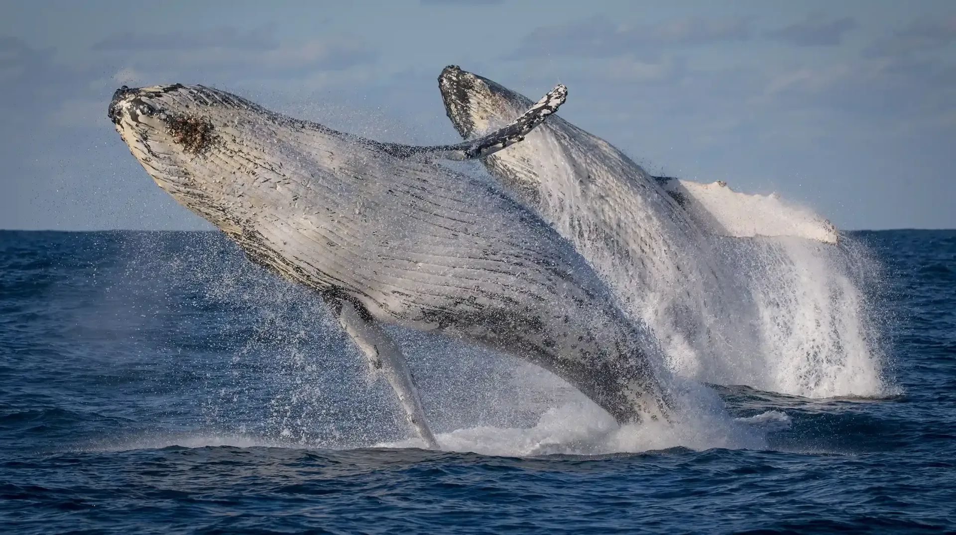 Two whales are double breaching on a Sydney whale watching cruise