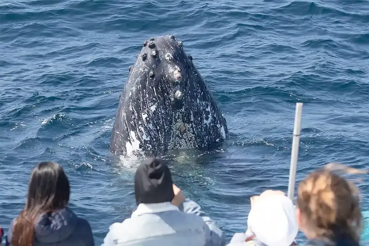 whale watching cruise past Sydney harbour bridge