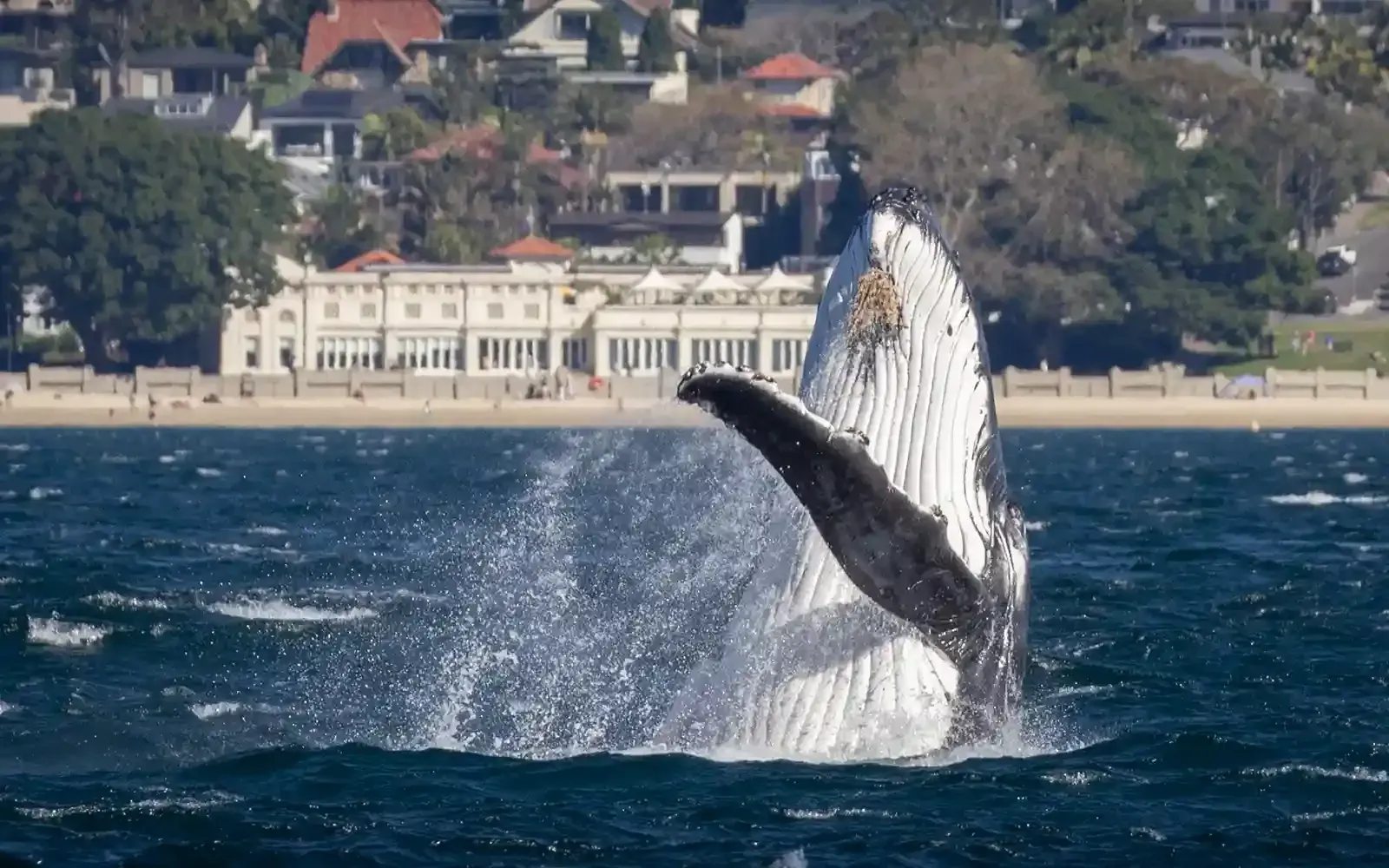 Whale watching lookout at North Head in Manly