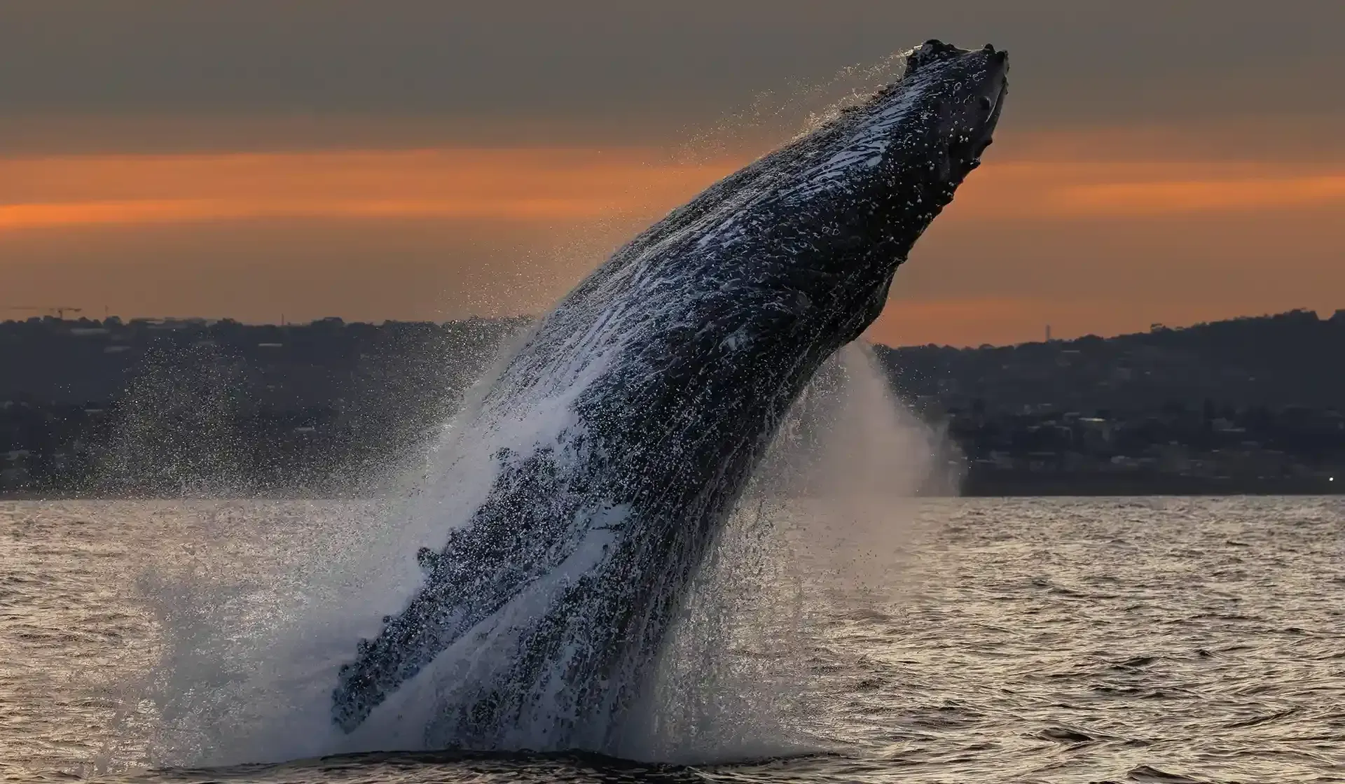 Whale breaching at sunset in Sydney