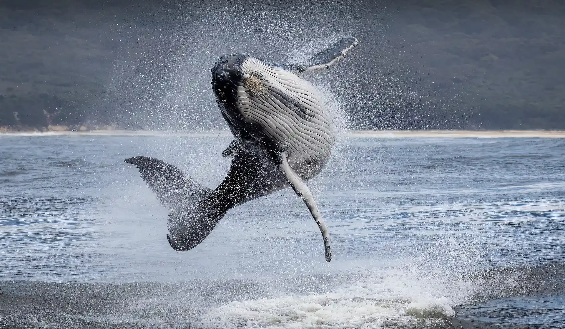 Humpback whale breaches, leaping from water, surrounded by splashes. Beach and dark hills in background.