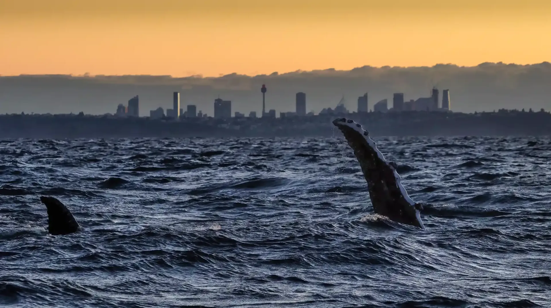Join us for the best Whale watching tour in Sydney