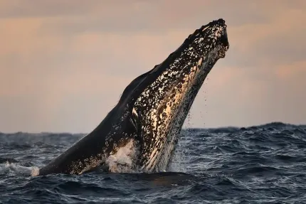 Responsible Whale Watching Tour in Sydney