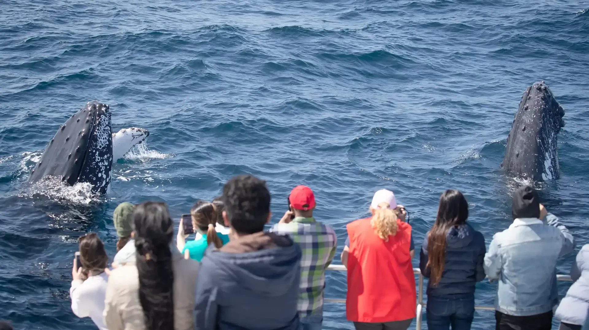 whale spy hopping Sydney harbour