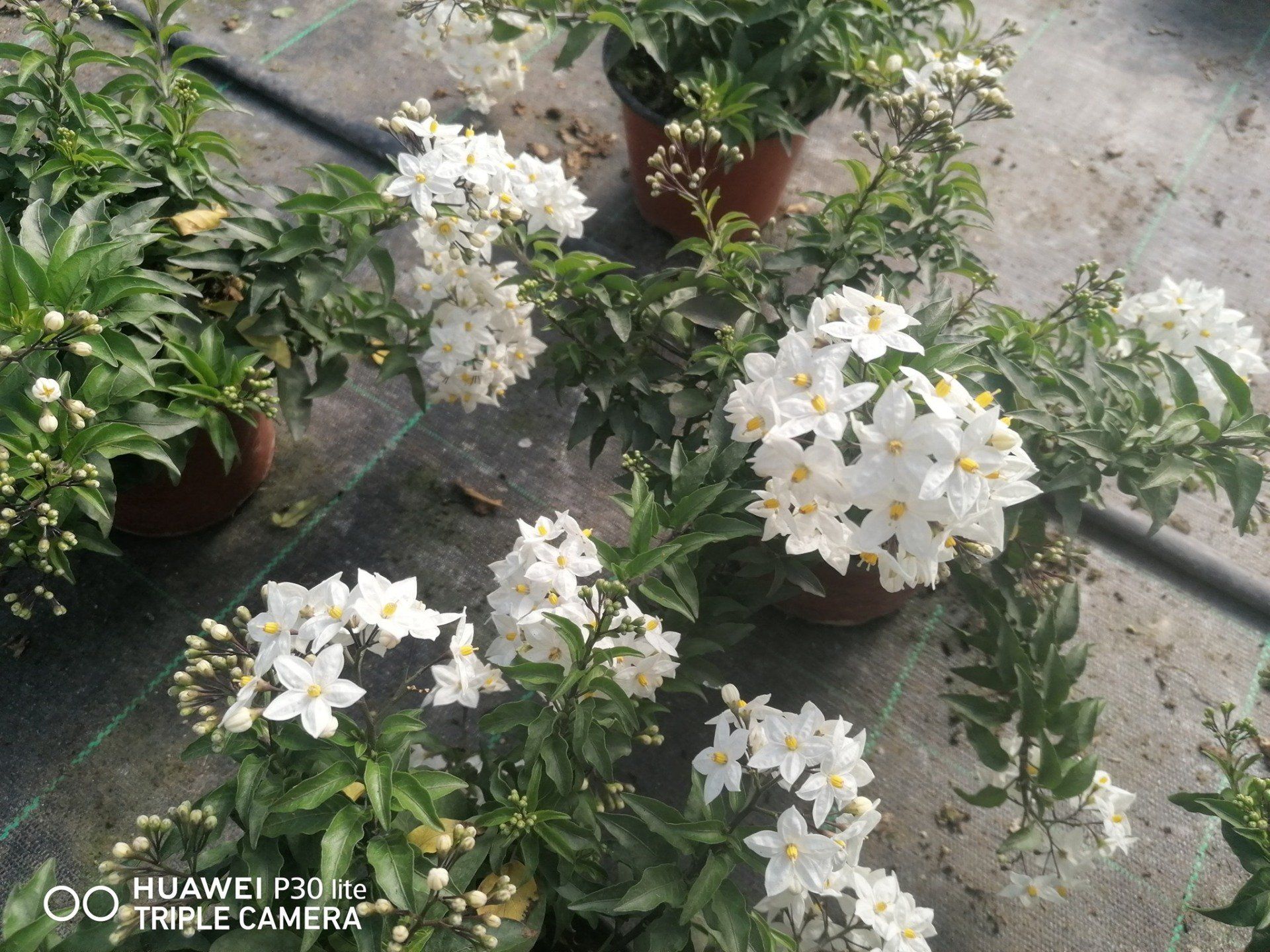 fiori