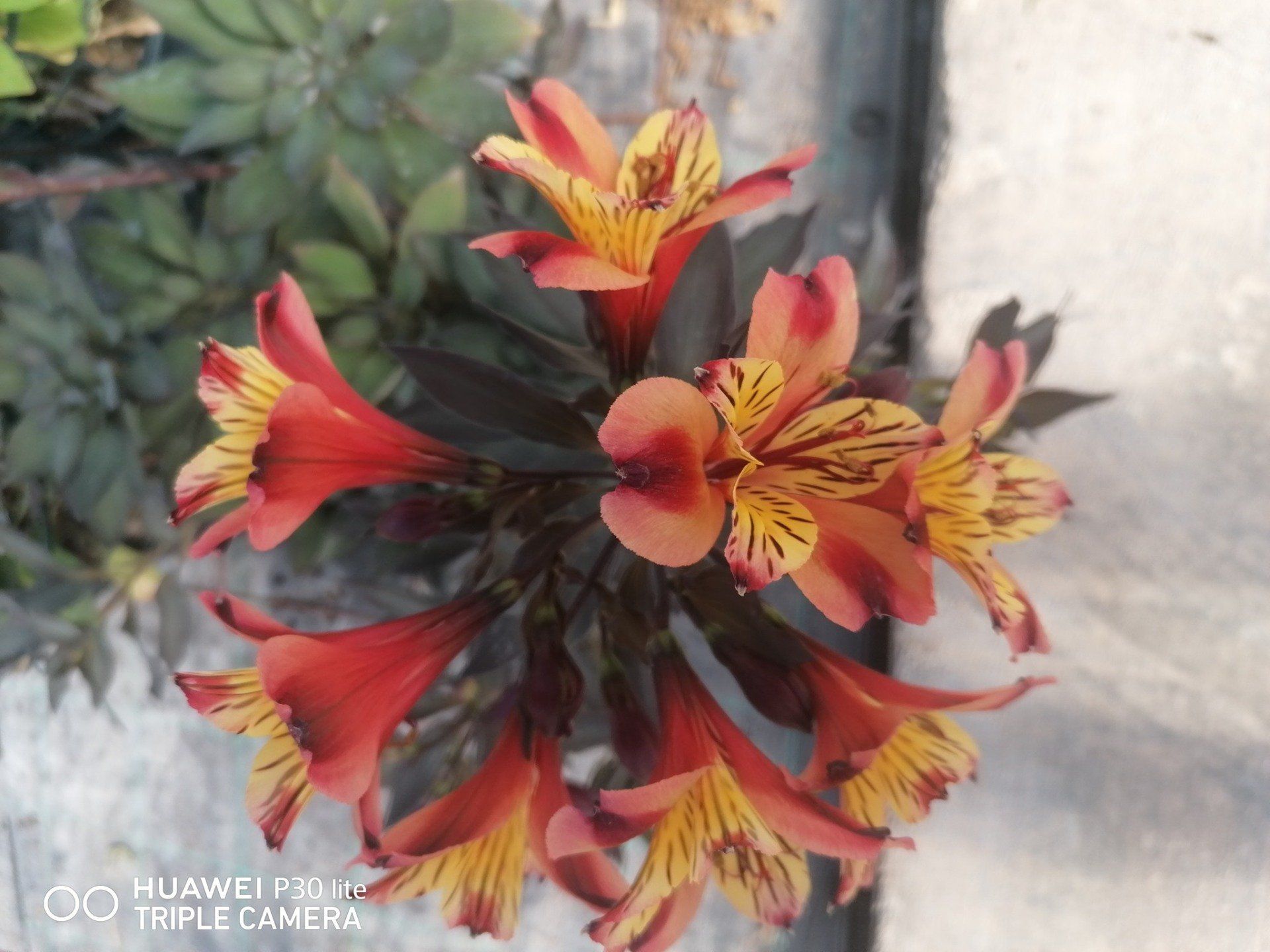 fiori