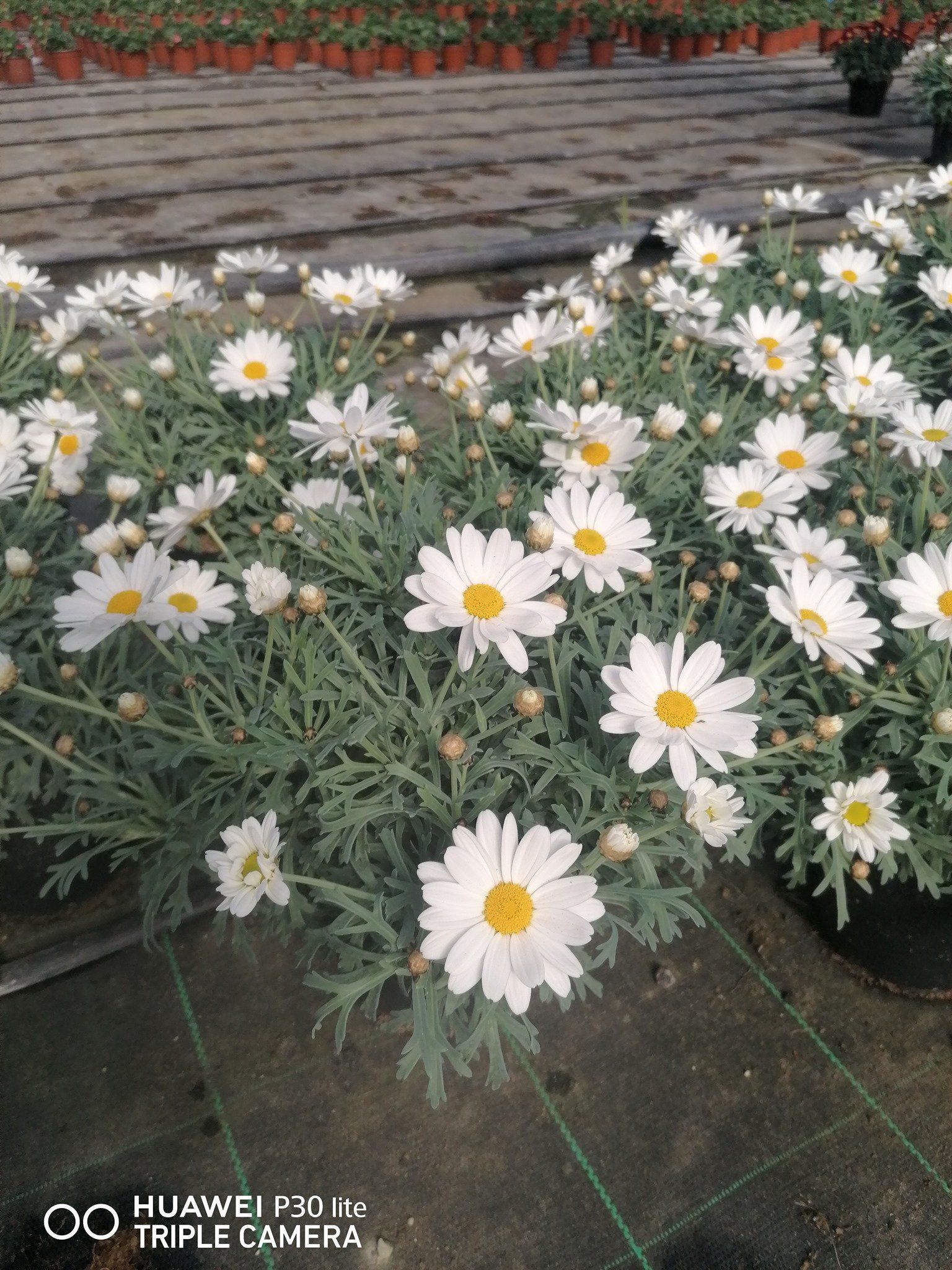 fiori