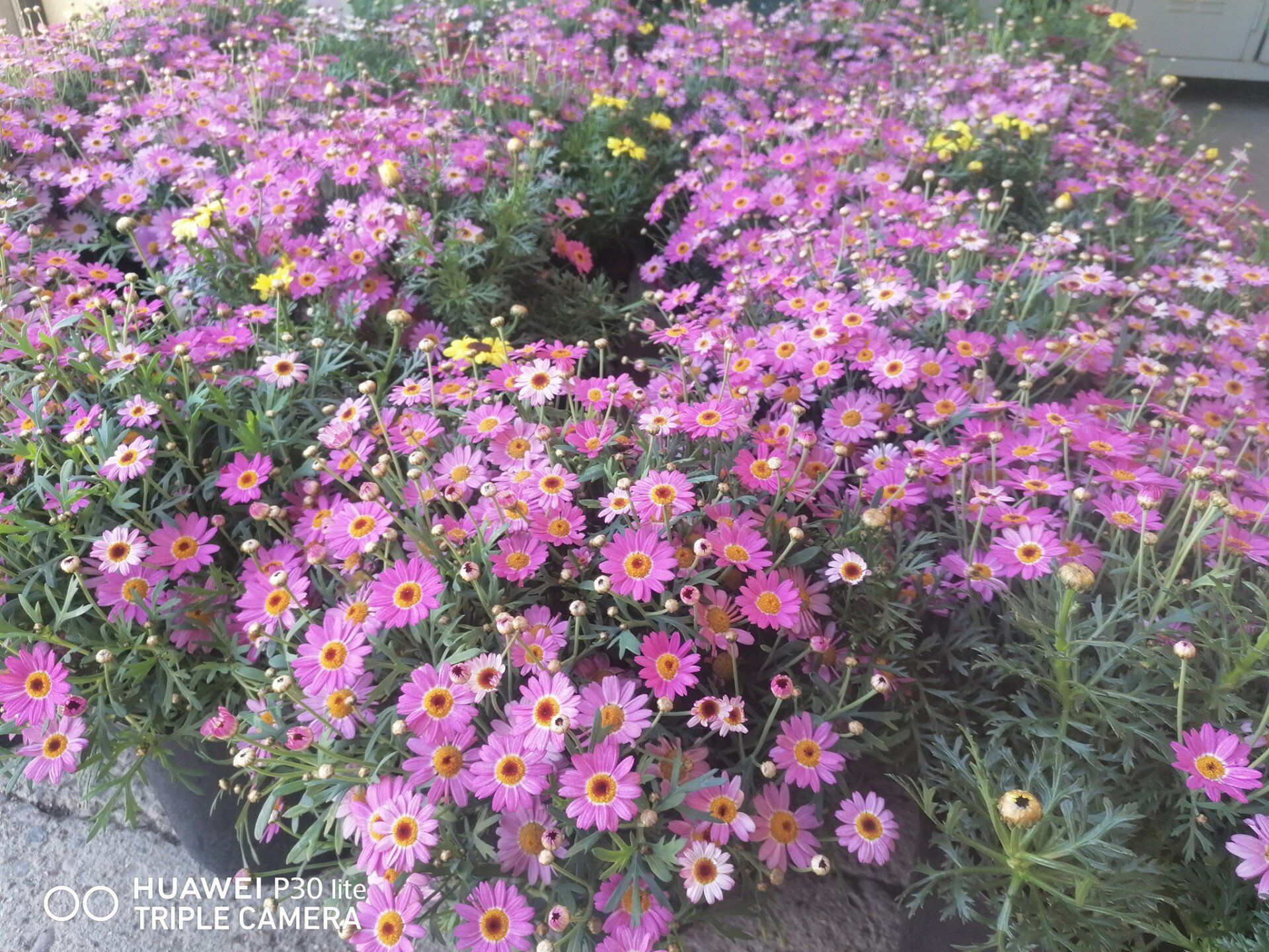 fiori