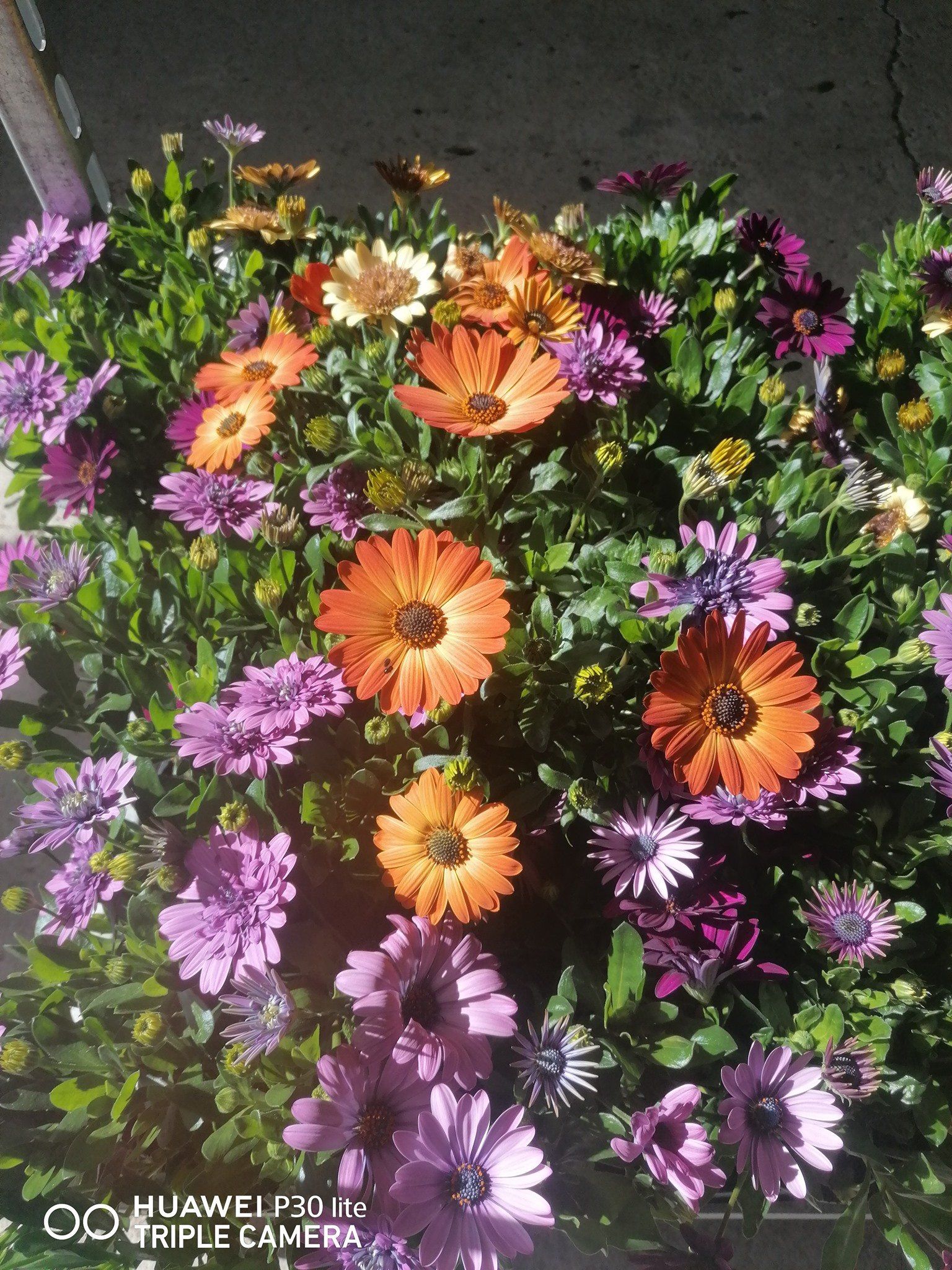 fiori