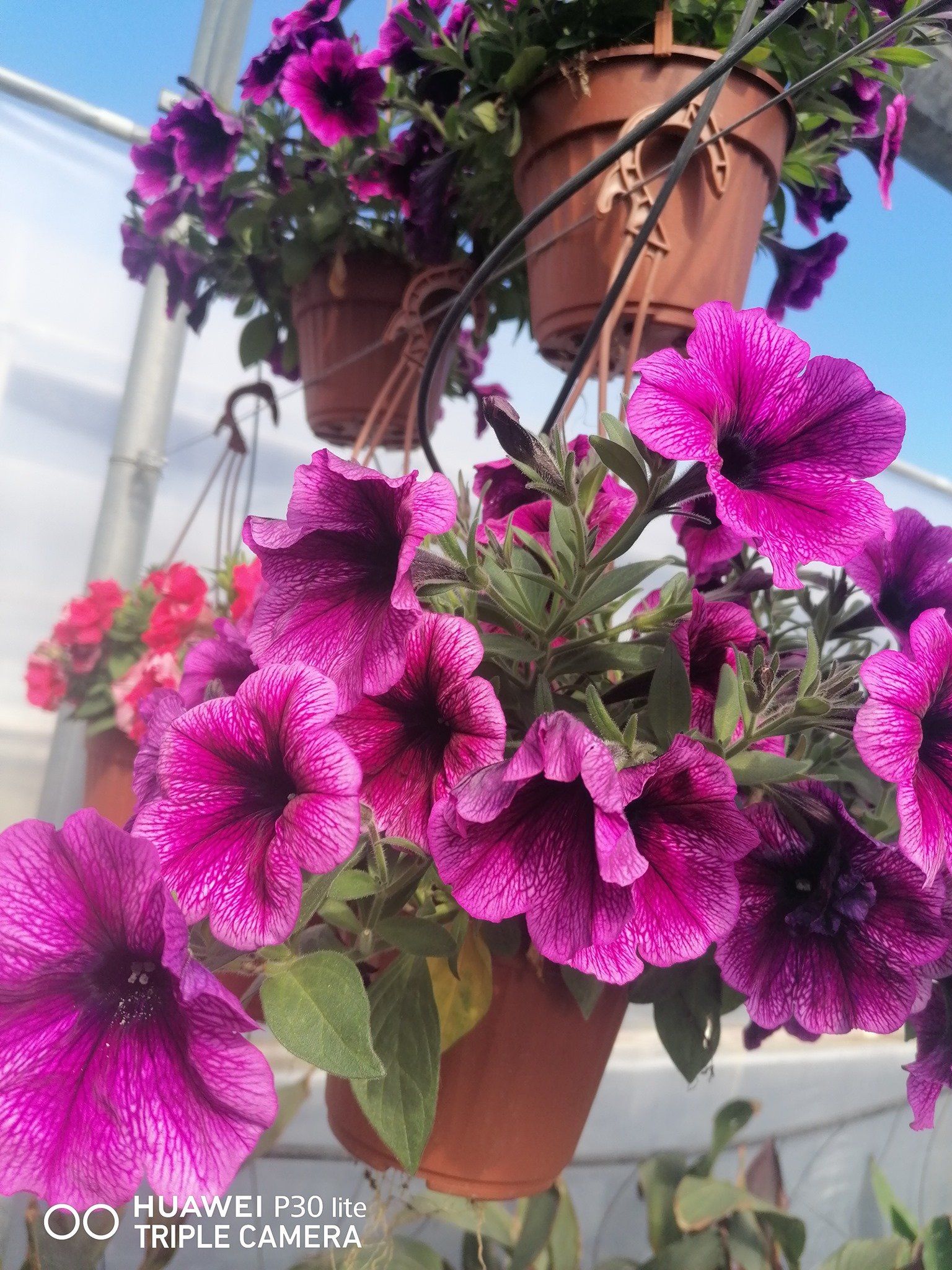 fiori