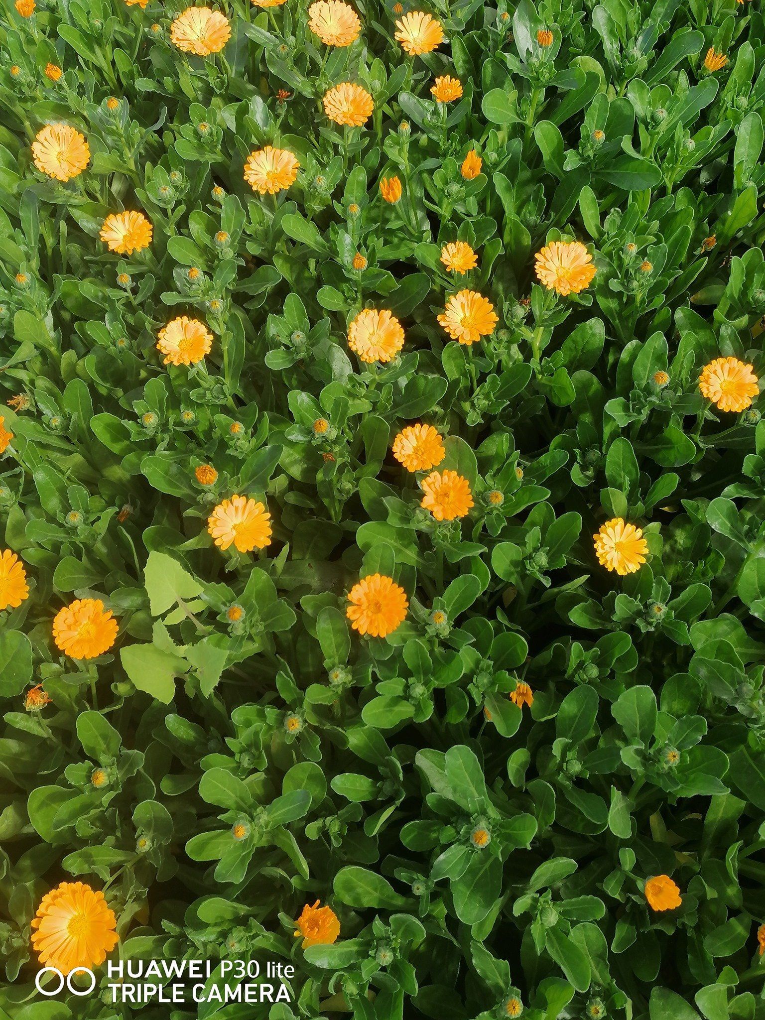fiori