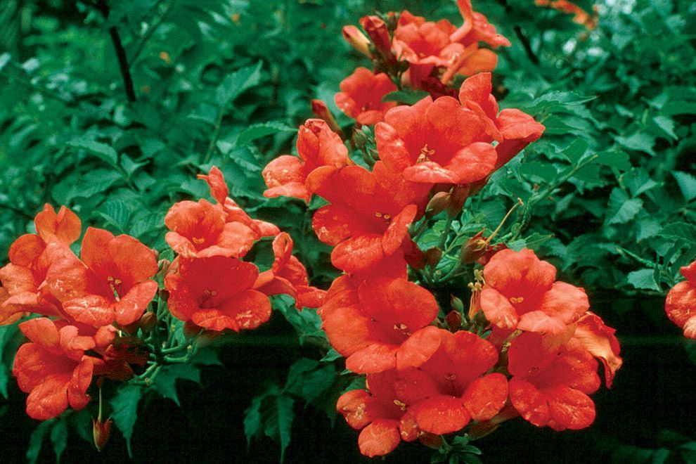 fiori