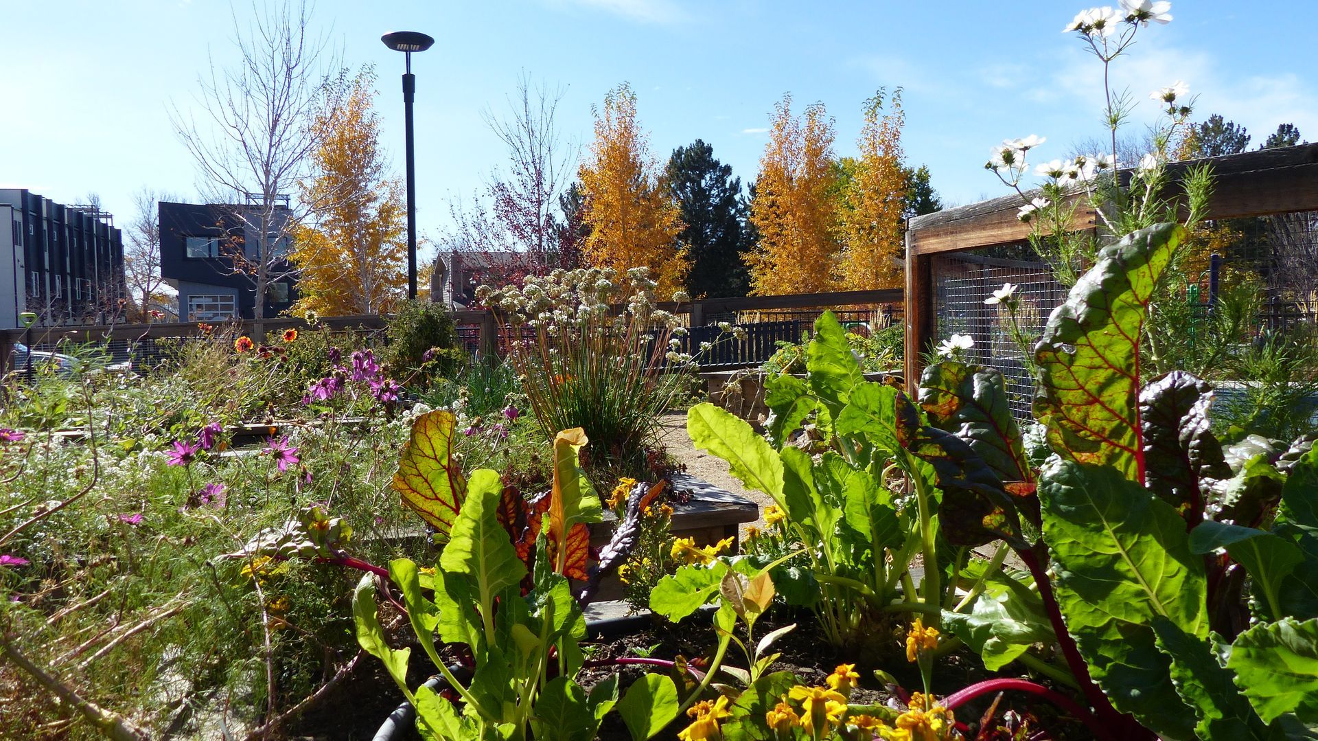 A lush community garden with vibrant autumn trees, colorful flowers, and leafy vegetables under a clear blue sky.