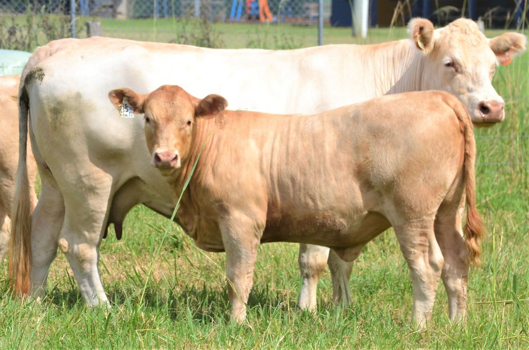 Two cows in a grassy area, one tan with a ribbon, one white.