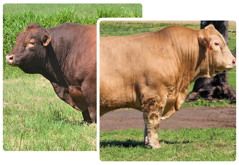 Two tan-colored bulls standing in grassy areas, one next to a tree and the other near a wooden fence.