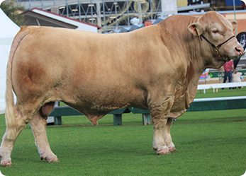 Light tan cow with a green ribbon, standing in a grassy field at an agricultural event.