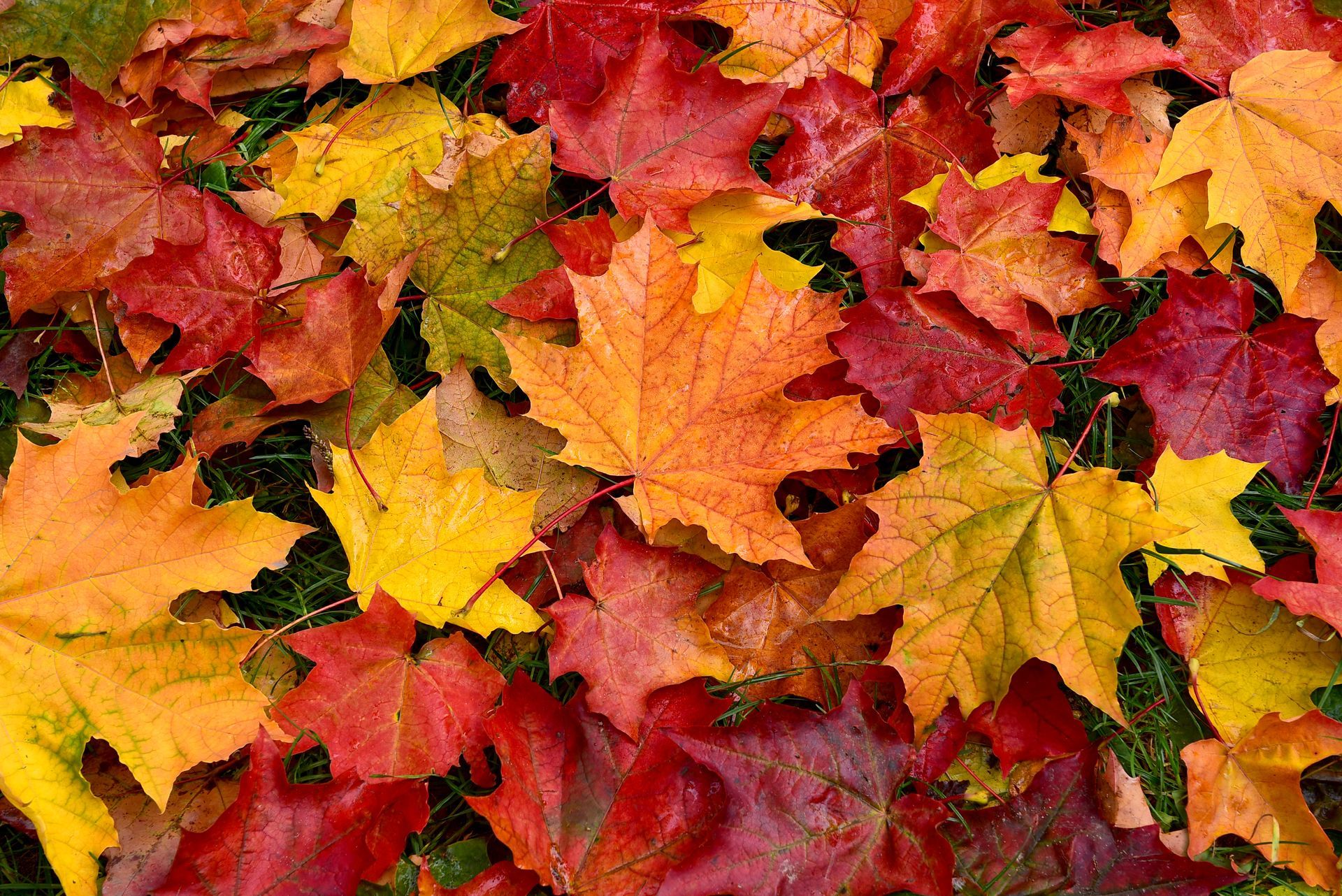 a pile of colorful autumn leaves on the ground